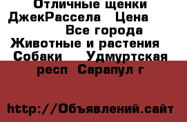 Отличные щенки ДжекРассела › Цена ­ 50 000 - Все города Животные и растения » Собаки   . Удмуртская респ.,Сарапул г.